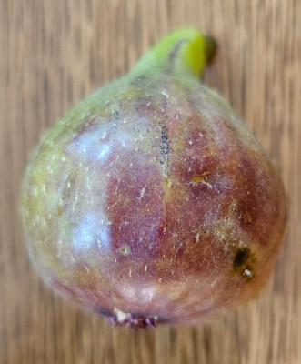 Zingarella Breba