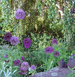 Allium_-_gib_mir_die_Kugel_2004.jpg