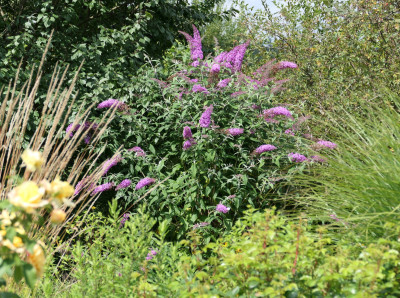 Buddleja 'Pink Delight' 5. August 2025