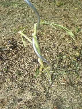 Tomate_2009-05-27_16-41-52.JPG
