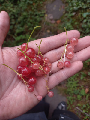 Weiße Versailles (links) und Rose de Champagner (rechts).