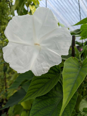 Ipomoea-carnea-Alba-1.jpg