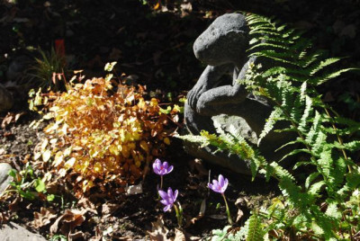Epimedium_nanum_Herbst_08.jpg