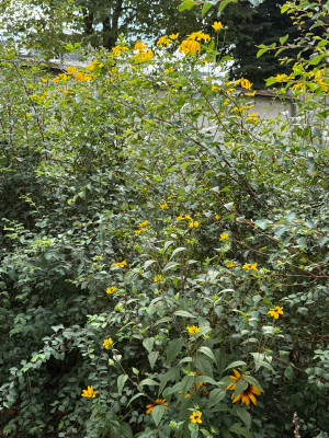 IMG_7554.jpeg
