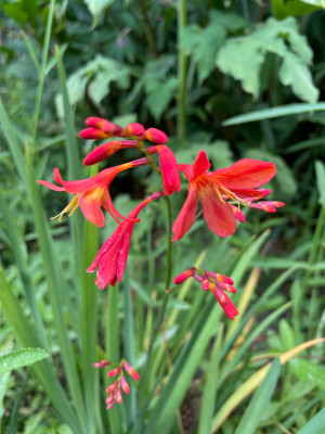 Crocosmia Carmine Brilliant August 2025.jpg