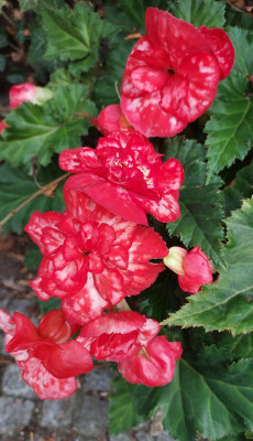 Begonia