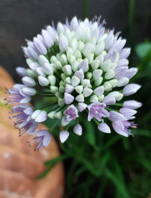 Irgendein Allium