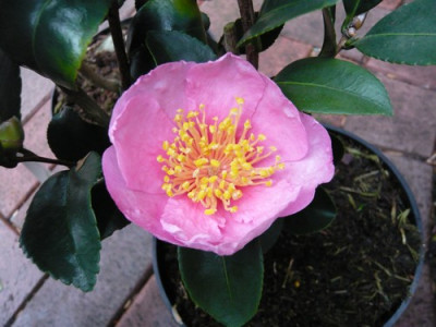 Pink_G..JPG