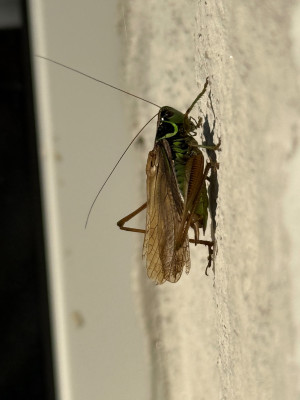 IMG_3142.jpeg
