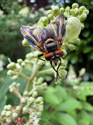 Phasia hemiptera
