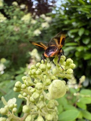 Phasia hemiptera