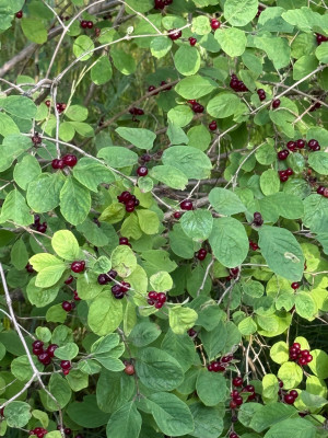 IMG_0313.jpeg