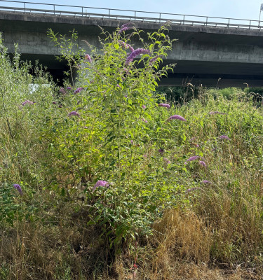 IMG_7572.jpeg
