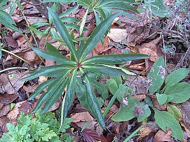 Helleborus_italienischer_Herkunft_fars_2008.jpg