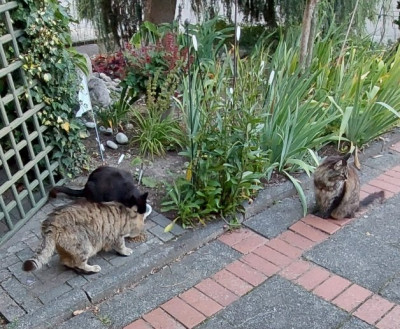 Die 3 Feinde von der Futtertankstelle