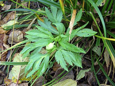 Helleborus_italienischer_Herkunft_2_fars_2008.jpg