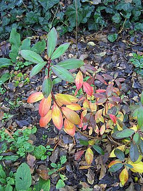 Rhododendron_oreotrephes_Herbstfarben_fars_2008.jpg