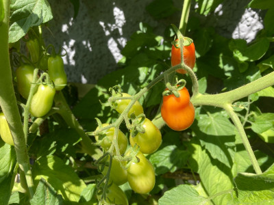 IMG_1912.jpeg