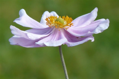 Herbstanemone.2008.40.JPG