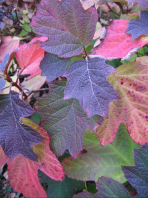hydrangea_querc_nov_08.jpg