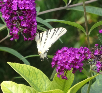 schmetterling.jpg