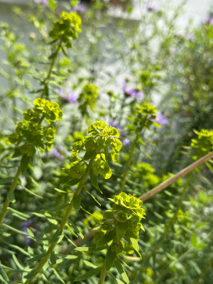 Euphorbia Seguieriana 'Sternenwolke'