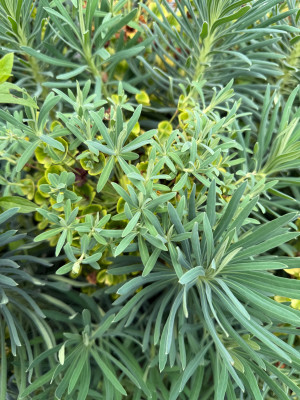 Euphorbia characias ssp. wulfenii