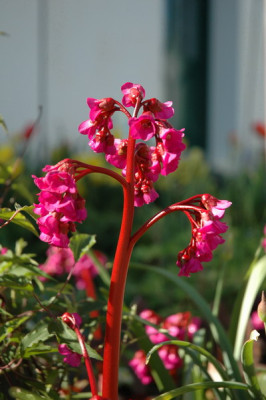 DSC_0057c.jpg