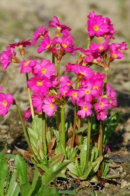 DSC_0008c.jpg
