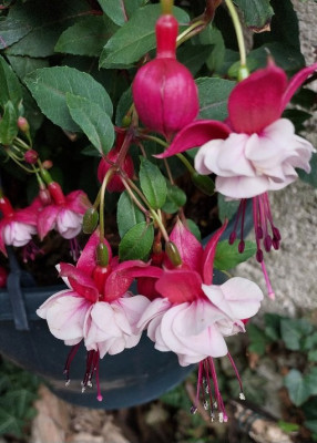 Fuchsia
