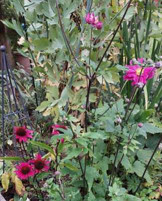 Echinacea, Herbstanemone