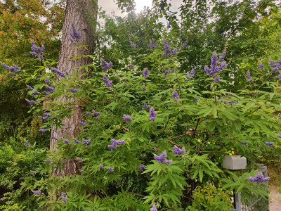IMG_20250808_165355.jpg