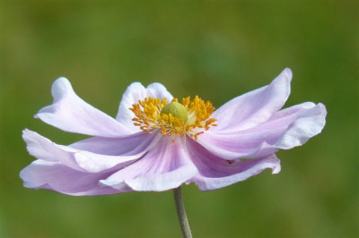 Herbstamemone.2008.71.JPG