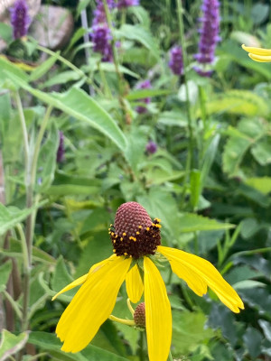 IMG_0592.jpeg