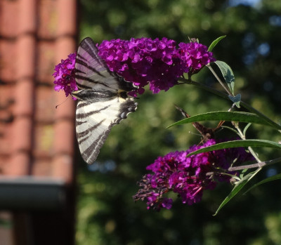 schmetterling02.jpg