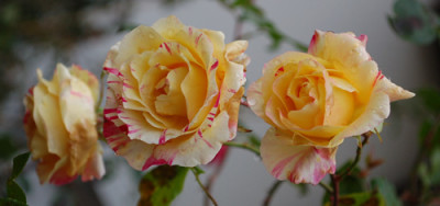 Camille_Pissaro_0010__1465.jpg