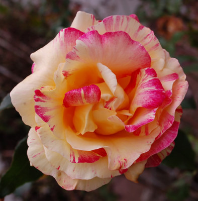 Camille_Pissaro_0011__1415.jpg
