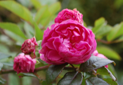 Exelenz_von_Schubert_0010__1457.jpg