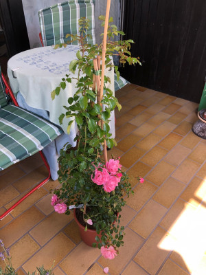 IMG_0861.jpeg
