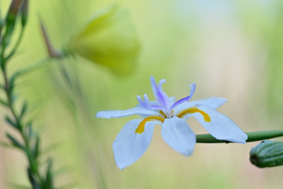 Dietes grandiflora