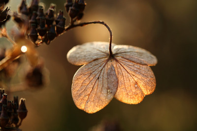 Hortensie-im-Licht-1.jpg
