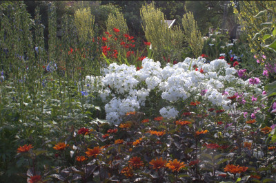 Heliopsis Phlox.jpg