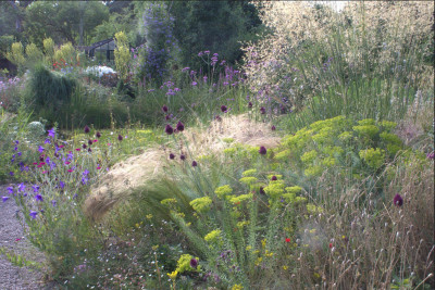 Stipa Euphorbia Allium.jpg