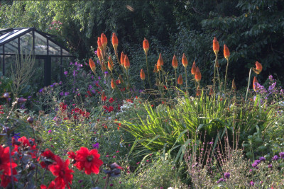 Kniphofia.jpg