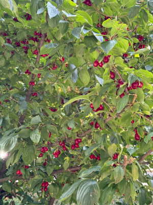 Cornus Mas