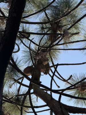 Pinus coulteri