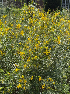 Genista Tinctoria