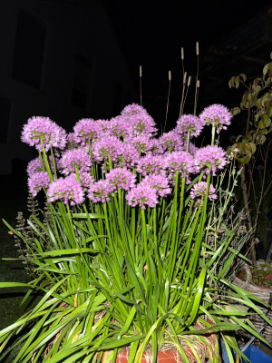 Allium Millenium
