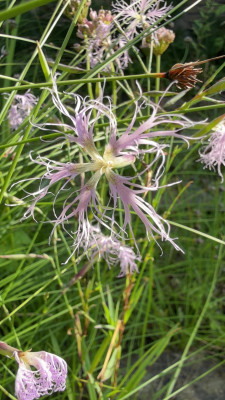 Dianthus