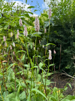 Bistorta Officinalis